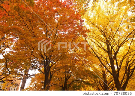 Hokkaido University and ginkgo trees in late autumn Hokkaido University and ginkgo trees in late autumn 70788056