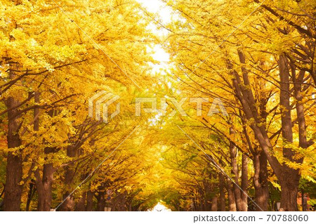 Hokkaido University and ginkgo trees in late autumn 70788060