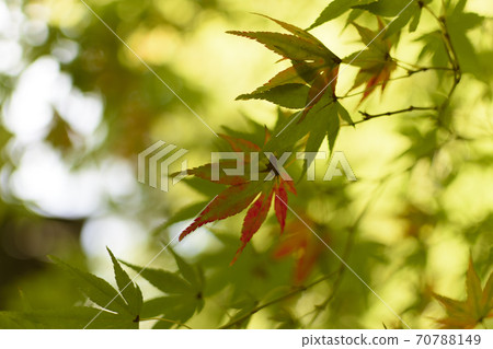 Momiji開始變色 70788149