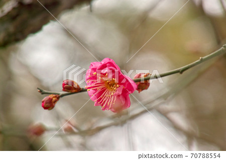 北野天滿宮,新年紅梅 北野天滿宮,新年紅梅 70788554