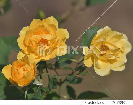 An American rose flower named Henry Fonda 70789004