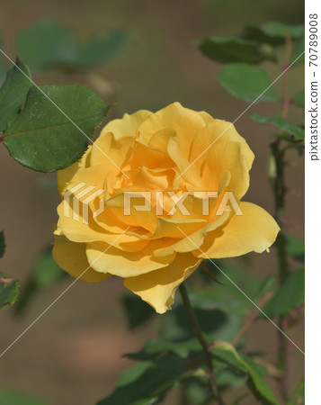 An American rose flower named Henry Fonda 70789008
