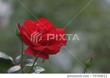 深紅的天空法國製造的紅玫瑰 70789012