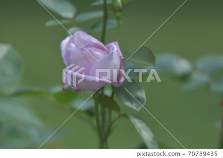 名為“藍月亮”的德國品種的紫色玫瑰花朵 70789435