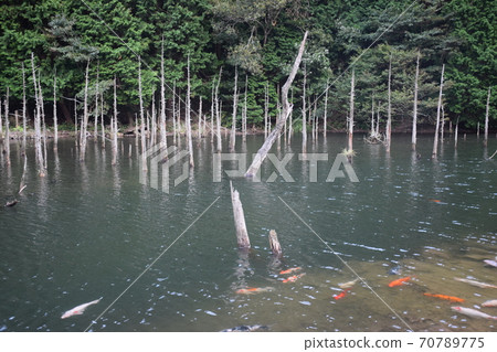 Ichi的Tsubaki櫻花公園 70789775