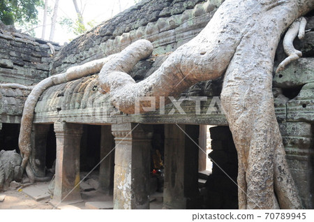 Cambodia, Angkor ruins, Ta Prohm, Riep entwined with buildings 70789945