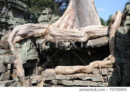 Cambodia, Angkor ruins, Ta Prohm, Riep entwined with buildings Cambodia, Angkor ruins, Ta Prohm, Riep entwined with buildings 70789965