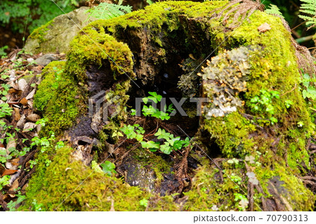 Old tree stump 70790313