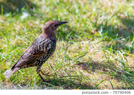 Beautiful brown starling sitting on the green grass 70790406