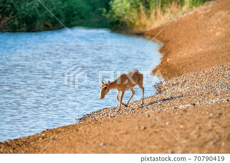 Saiga at a watering place drinks water during strong heat and drought. Saiga at a watering place drinks water during strong heat and drought. 70790419
