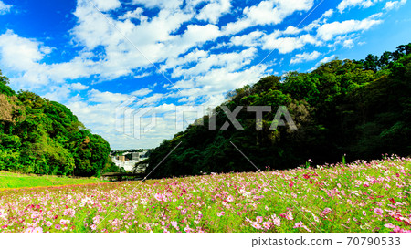 A famous place for flowers on the Shonan Miura Peninsula Kurihama Flower Park, Yokosuka City, Kanagawa Prefecture Autumn (Cosmos / Autumn Cherry Blossoms) 70790533