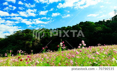 神奈川縣橫須賀市湘南三浦半島花卉名勝栗倉市花國的秋天(波斯菊/秋天的櫻花) 神奈川縣橫須賀市湘南三浦半島花卉名勝栗倉市花國的秋天(波斯菊/秋天的櫻花) 70790535
