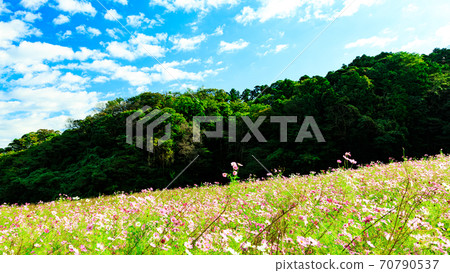 神奈川縣橫須賀市湘南三浦半島花卉名勝栗倉市花國的秋天（波斯菊/秋天的櫻花） 70790537