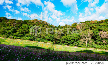 A famous place for flowers on the Shonan Miura Peninsula Kurihama Flower Park, Yokosuka City, Kanagawa Prefecture Autumn (Cosmos / Autumn Cherry Blossoms) 70790580