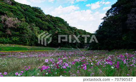 神奈川縣橫須賀市湘南三浦半島花卉名勝栗倉市花國的秋天（波斯菊/秋天的櫻花） 70790587