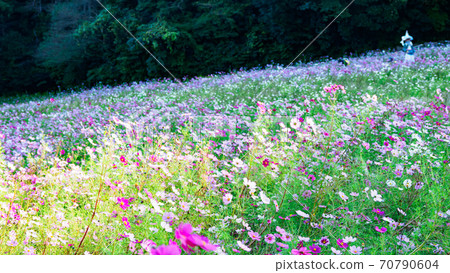 A famous place for flowers on the Shonan Miura Peninsula Kurihama Flower Park, Yokosuka City, Kanagawa Prefecture Autumn (Cosmos / Autumn Cherry Blossoms) 70790604