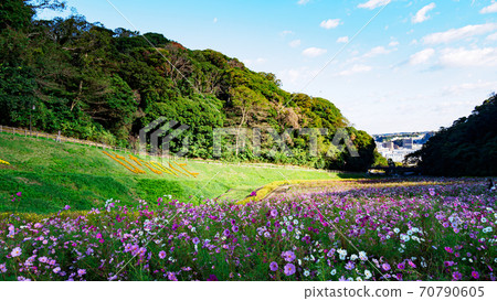 A famous place for flowers on the Shonan Miura Peninsula Kurihama Flower Park, Yokosuka City, Kanagawa Prefecture Autumn (Cosmos / Autumn Cherry Blossoms) 70790605