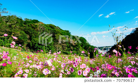 神奈川縣橫須賀市湘南三浦半島花卉名勝栗倉市花國的秋天（波斯菊/秋天的櫻花） 70790617