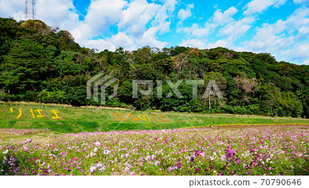 神奈川縣橫須賀市湘南三浦半島花卉名勝栗倉市花國的秋天(波斯菊/秋天的櫻花) 神奈川縣橫須賀市湘南三浦半島花卉名勝栗倉市花國的秋天(波斯菊/秋天的櫻花) 70790646