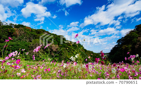 A famous place for flowers on the Shonan Miura Peninsula Kurihama Flower Park, Yokosuka City, Kanagawa Prefecture Autumn (Cosmos / Autumn Cherry Blossoms) A famous place for flowers on the Shonan Miura Peninsula Kurihama Flower Park, Yokosuka City, Kanagawa Prefecture Autumn (Cosmos / Autumn Cherry Blossoms) 70790651