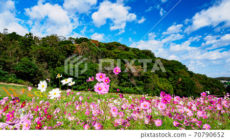 A famous place for flowers on the Shonan Miura Peninsula Kurihama Flower Park, Yokosuka City, Kanagawa Prefecture Autumn (Cosmos / Autumn Cherry Blossoms) 70790652