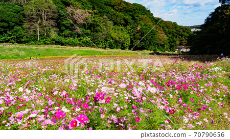 神奈川縣橫須賀市湘南三浦半島花卉名勝栗倉市花國的秋天(波斯菊/秋天的櫻花) 神奈川縣橫須賀市湘南三浦半島花卉名勝栗倉市花國的秋天(波斯菊/秋天的櫻花) 70790656