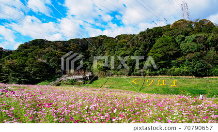 神奈川縣橫須賀市湘南三浦半島花卉名勝栗倉市花國的秋天(波斯菊/秋天的櫻花) 神奈川縣橫須賀市湘南三浦半島花卉名勝栗倉市花國的秋天(波斯菊/秋天的櫻花) 70790657