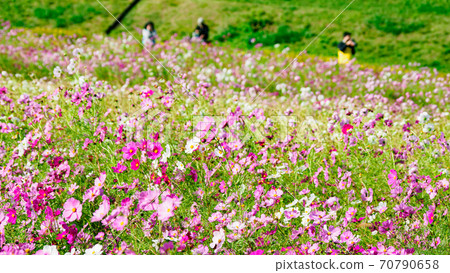 A famous place for flowers on the Shonan Miura Peninsula Kurihama Flower Park, Yokosuka City, Kanagawa Prefecture Autumn (Cosmos / Autumn Cherry Blossoms) A famous place for flowers on the Shonan Miura Peninsula Kurihama Flower Park, Yokosuka City, Kanagawa Prefecture Autumn (Cosmos / Autumn Cherry Blossoms) 70790658