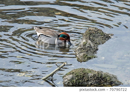 Green-winged teal that came to Kagawa prefecture 70790722