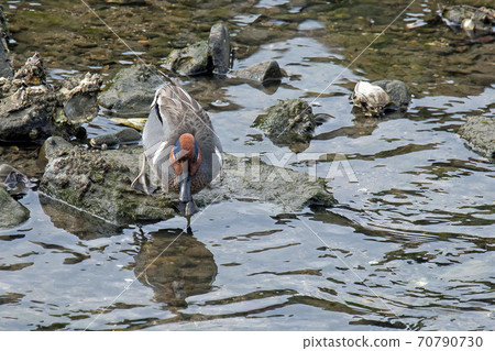 Green-winged teal that came to Kagawa prefecture Green-winged teal that came to Kagawa prefecture 70790730