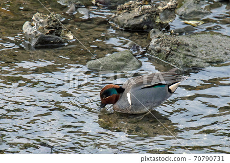 Green-winged teal that came to Kagawa prefecture Green-winged teal that came to Kagawa prefecture 70790731