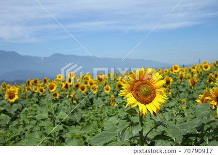 A sunflower field of Akeno 70790917
