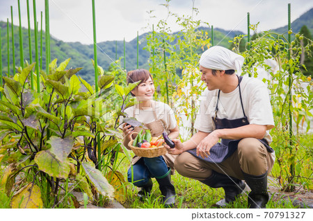 Men and women growing eggplant Men and women growing eggplant 70791327