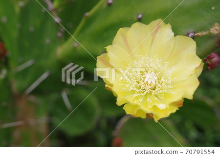 仙人掌的黃色花的側身特寫照片 70791554