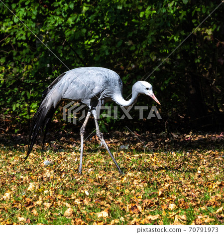 The Blue Crane, Grus paradisea, is an endangered bird 70791973