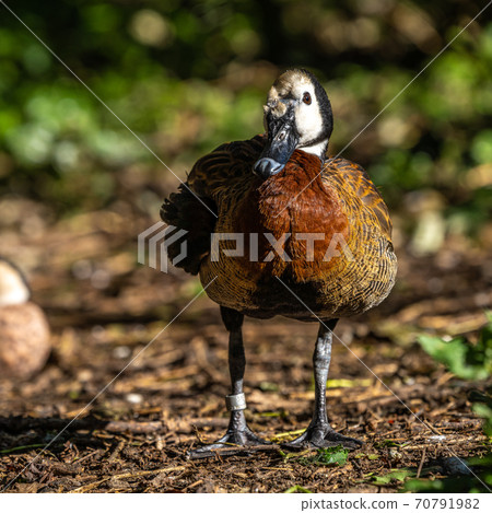 White-faced whistling duck, Dendrocygna viduata. Birds watching White-faced whistling duck, Dendrocygna viduata. Birds watching 70791982