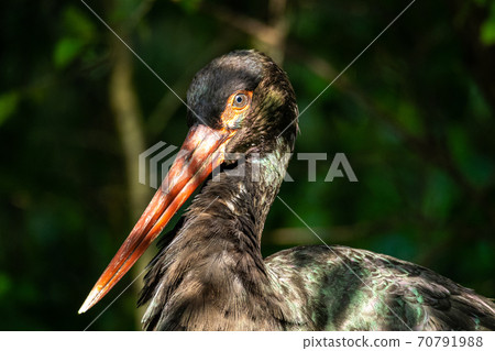 Black stork, Ciconia nigra in a german nature park 70791988