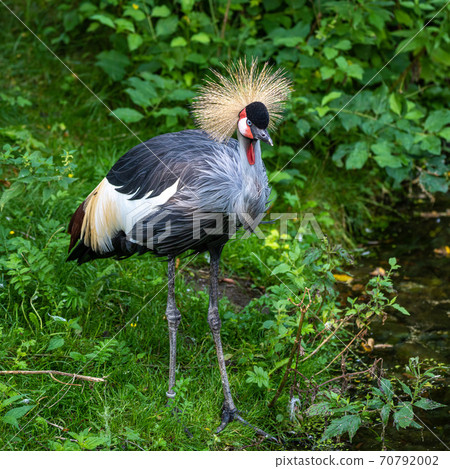 Black Crowned Crane, Balearica pavonina in a park 70792002