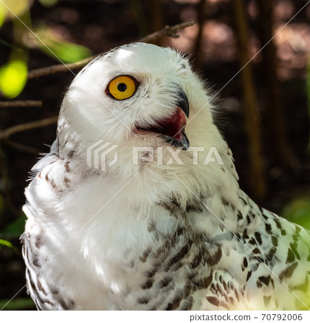 The Snowy Owl, Bubo scandiacus is a large, white owl of the owl family 70792006