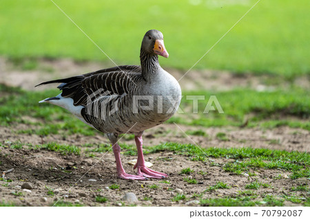 The greylag goose, Anser anser is a species of large goose The greylag goose, Anser anser is a species of large goose 70792087