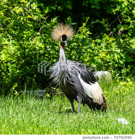 Black Crowned Crane, Balearica pavonina in a park Black Crowned Crane, Balearica pavonina in a park 70792090