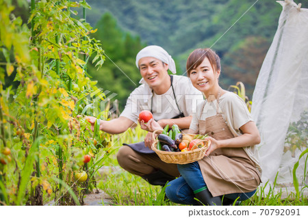 Men and women growing tomatoes Men and women growing tomatoes 70792091