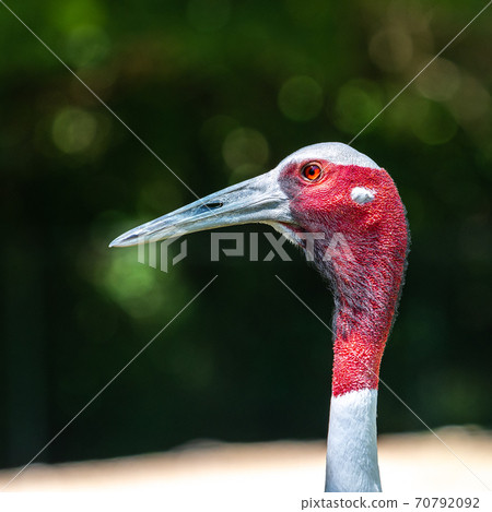 Sarus crane, Grus antigone also known as Indian sarus crane 70792092