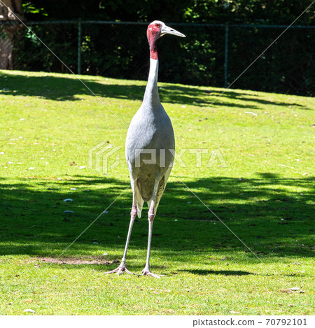 Sarus crane, Grus antigone also known as Indian sarus crane 70792101
