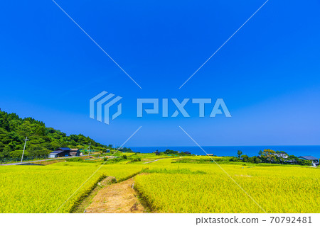 京都草豆梯田 京都草豆梯田 70792481