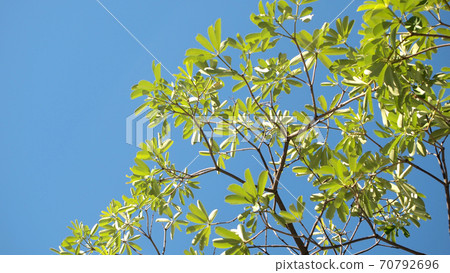 Green leaves 70792696