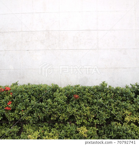 green tree beside street in front of a building 70792741