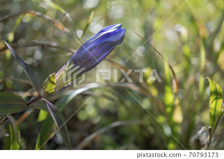 Ryuji / Bokeh background Ezo gentian bud 70793173