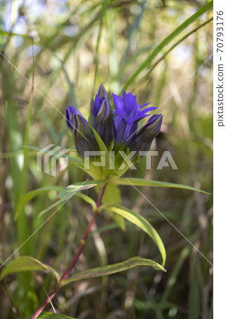 Close-up of gentian / gentian flowers 70793176