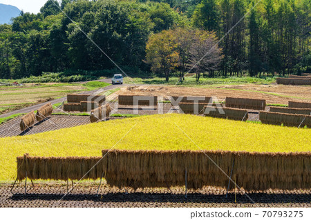 Dried rice trees and light tigers Dried rice trees and light tigers 70793275